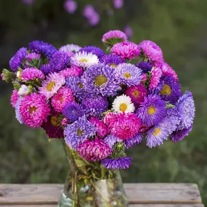 Mixed Perennial Aster Flower Seed, Powderpuff Mix & Aster Alpinus Heirloom Non-GMO Open Pollinated, Fragrant Cut Flowers Attract Bees & Butterflies for Outdoor Garden Planting