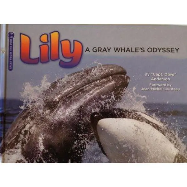 USED-Lily - A Gray Whale's Odyssey by David Anderson (Hardcover)