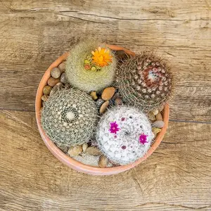 4PK Assorted Cactus Plants Live Cactus Decor (4PK) - Perfect for Home and Garden Decor