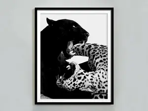 Cheetah and Jaguarm Poster