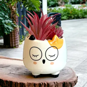 Small succulent plants with pot