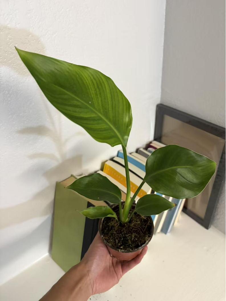 RZ-16   Bird of Paradise  4 Inch Live Plant | Strelitzia Nicolai | Indoor Tropical Houseplant | Large Green Foliage | Easy Care Air Purifying Plant | Home Decor