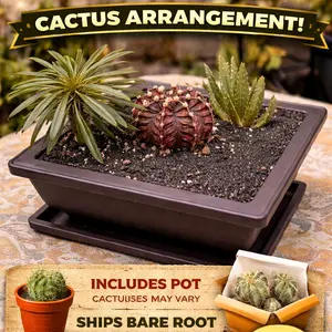 $50 – Cactus Arrangement | Includes Bonsai Pot | Ships Bare Root