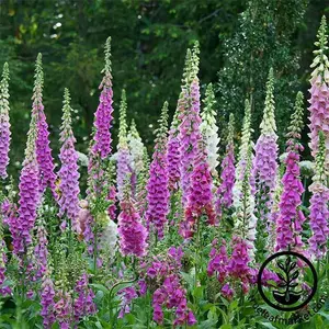 Digitalis (Foxglove) Seeds - Mixed Color
