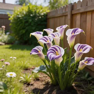 150 seeds of perennial calla lily, suitable for bonsai, indoor and outdoor garden planting. A precious flower seed for family inheritance, attracting pollinators, for home decoration.