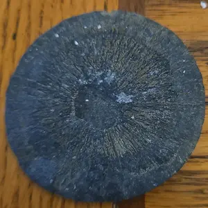 Mother Earth 350 Million Year Old Pyrite Sun from Gateway North Mine in Coulterville IL Permian Period Collectible Mineralogy Specimen