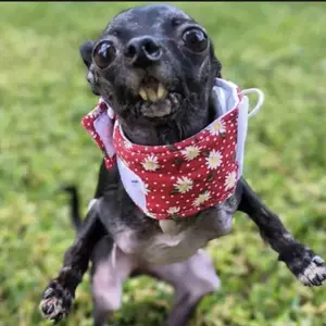 Natural Eyelash and Eyebrow Enhancer Serum, 1/3 Counts with Natural Ingredients Eyelash Growth Serums for Healthier Lashes and Brows, Volumizing Eyebrow Serum for a Glam Look