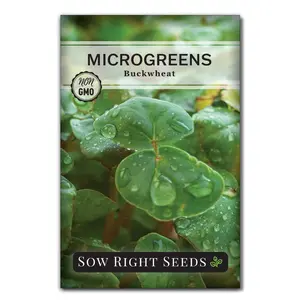 Microgreens Buckwheat Seeds