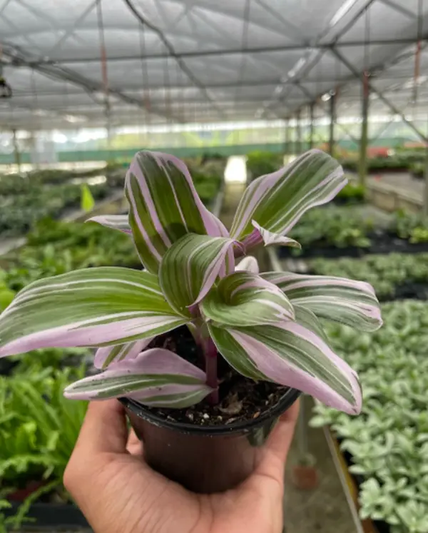 4" Tradescantia Nanouk Plant