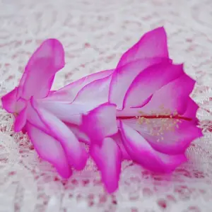 Pink white Christmas Cactus Plant/Thanksgiving CactusPlant -Marcus - live STARTER Plant-Schlumbergera Truncata ship no pot