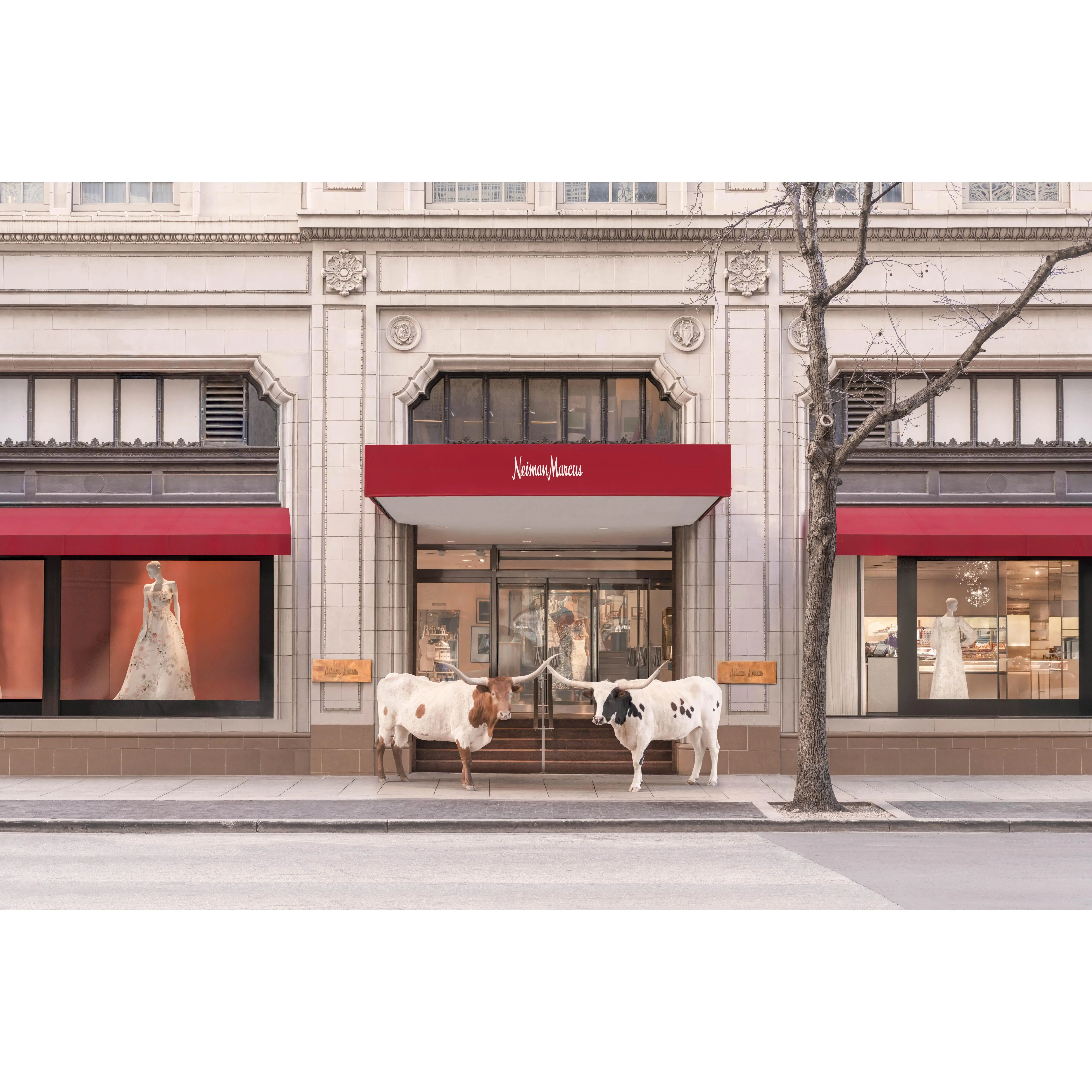 The Longhorns, Neiman Marcus, Downtown Dallas