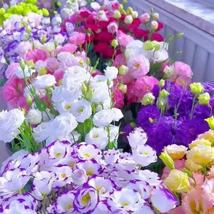 Lisianthus Seeds - 200+ Flower Seeds for Planting, Elegant Blooms for Your Garden and Home