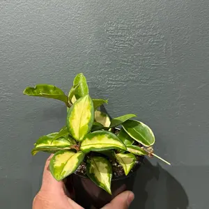 Krimson Princess Planter