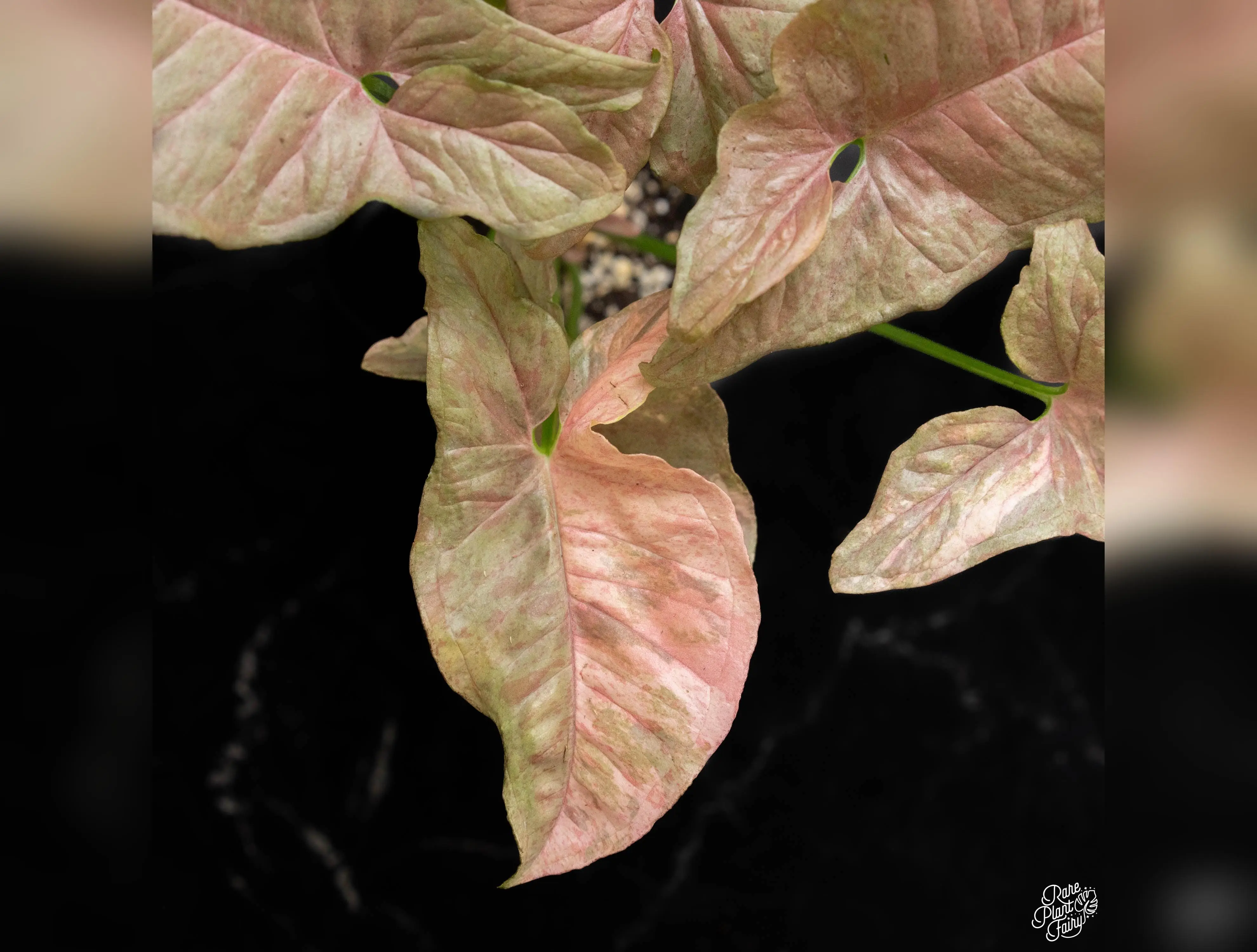 Syngonium milk confetti double pink variegated *Grower's Choice*