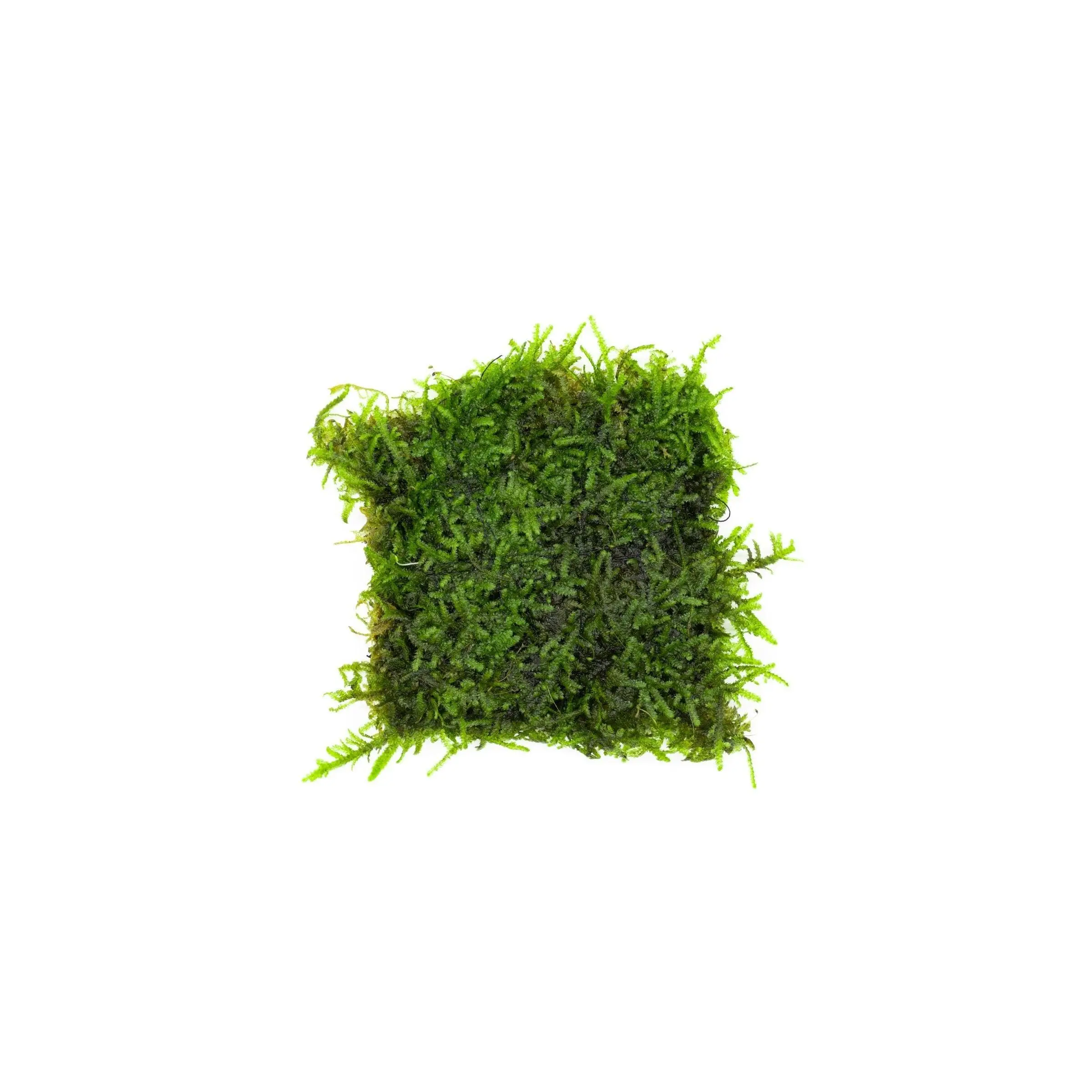 Christmas Moss on Stainless Steel