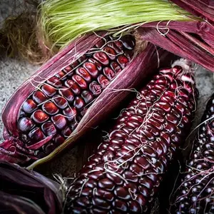 Double Red Sweet Corn Seeds High in Antioxidants Fast Shipping Deep Red Kernels Rich Flavor Nutritious Garden Showstopper