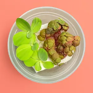 Water Lettuce & Red Root Floater Starter Plants 6 Pack  - Live Aquarium Aquascaping