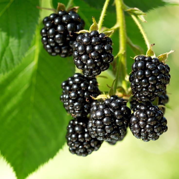Mixrug Black Raspberry Seeds for Planting Outdoor, 200pcs Organic BlackBerry Seed Non-GMO Heirloom Sweet Edible Fruit, Sweet Juicy Fruits Plants in Your Home Garden