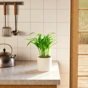 Areca Palm Indoor Tree