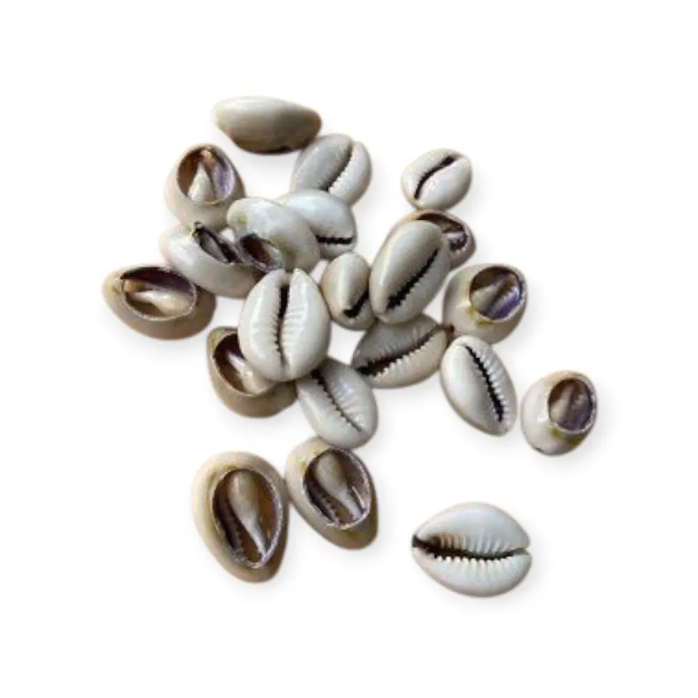 Compact Authentic Dilogón Set - 21 Open Cowrie Shells, Essential Tool in Santeria and Ifa Practices for Collectors & Initiates, Religious Home Decor Supplies