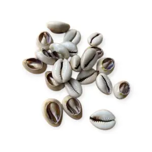 Dilogun 21 Open Cowrie Shells for Santeria & Yoruba Ifa Divination Set Authentic Cultural Tools
