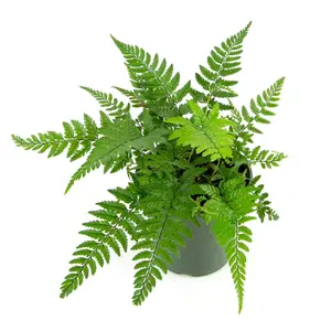Korean Rock Fern - Live Plant in a 6 Inch Grower's Pot - Polystichum Tsussimense - Exotic Easy Care Textured Ferns from Florida