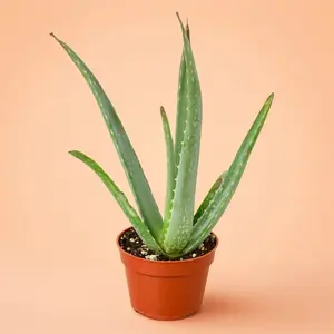 Aloe Vera - Indoor Live Plant, Medicinal Aloe, Medium, Very Air Purifying & Drought Tolerant, Easy Care, Thick Succulent, Beginners