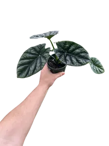LJ Plant Nursery - Alocasia Sinuata