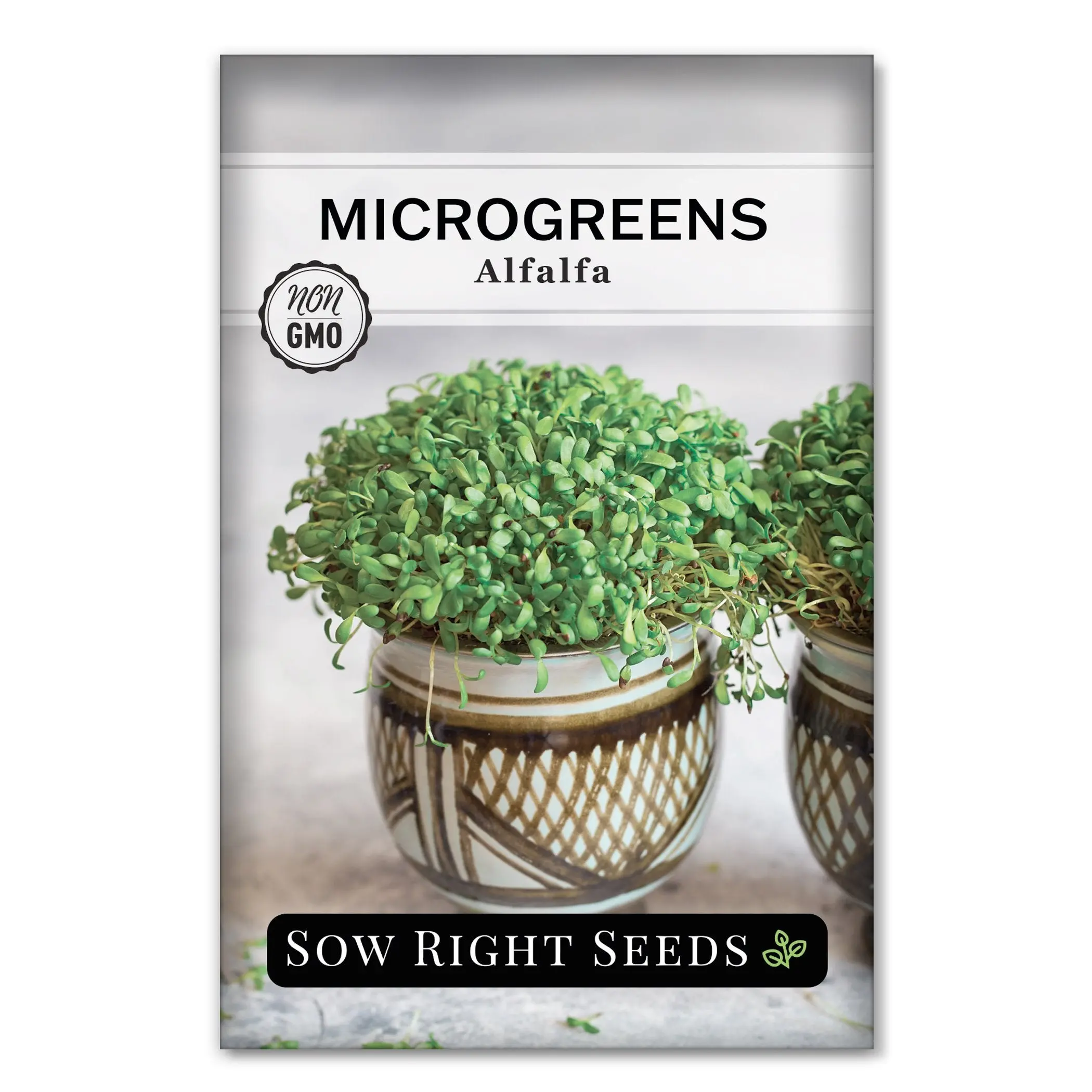 Microgreens Alfalfa Microgreens Alfalfa