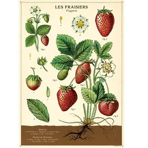 Strawberries Poster