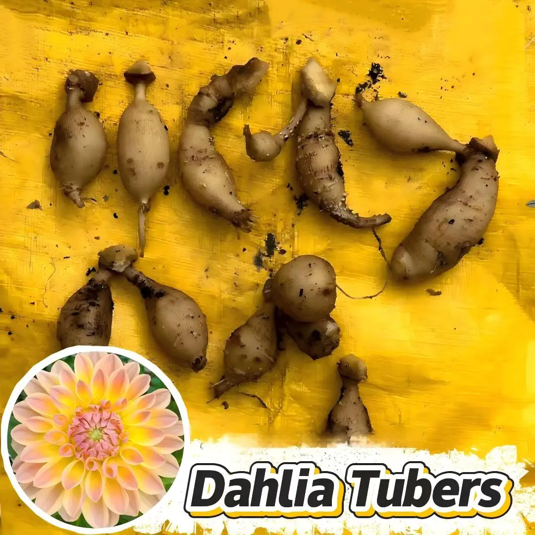 Dahlia Pinnata Flower Bulbs, Easy-to-Grow Perennial Tubers for Outdoor, Patio Planting (Garden Supplies for Home Improvement)