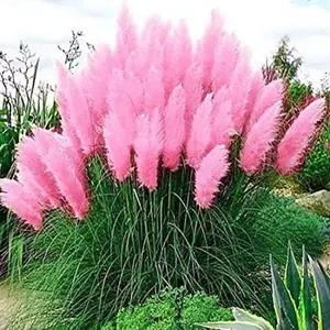 1000Pcs Pink Pampas Grass Seeds Ornamental Grass for Landscaping & Decoration Made in USA High-Quality Vibrant Plumes Perfect for Garden Borders Low Maintenance