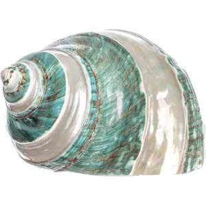 Hermit Crab Shells Turbo Shells Jade Green Banded Turbo Shell 4"-4.5" Hermit Crab House for Decor Plus Free Nautical eBook