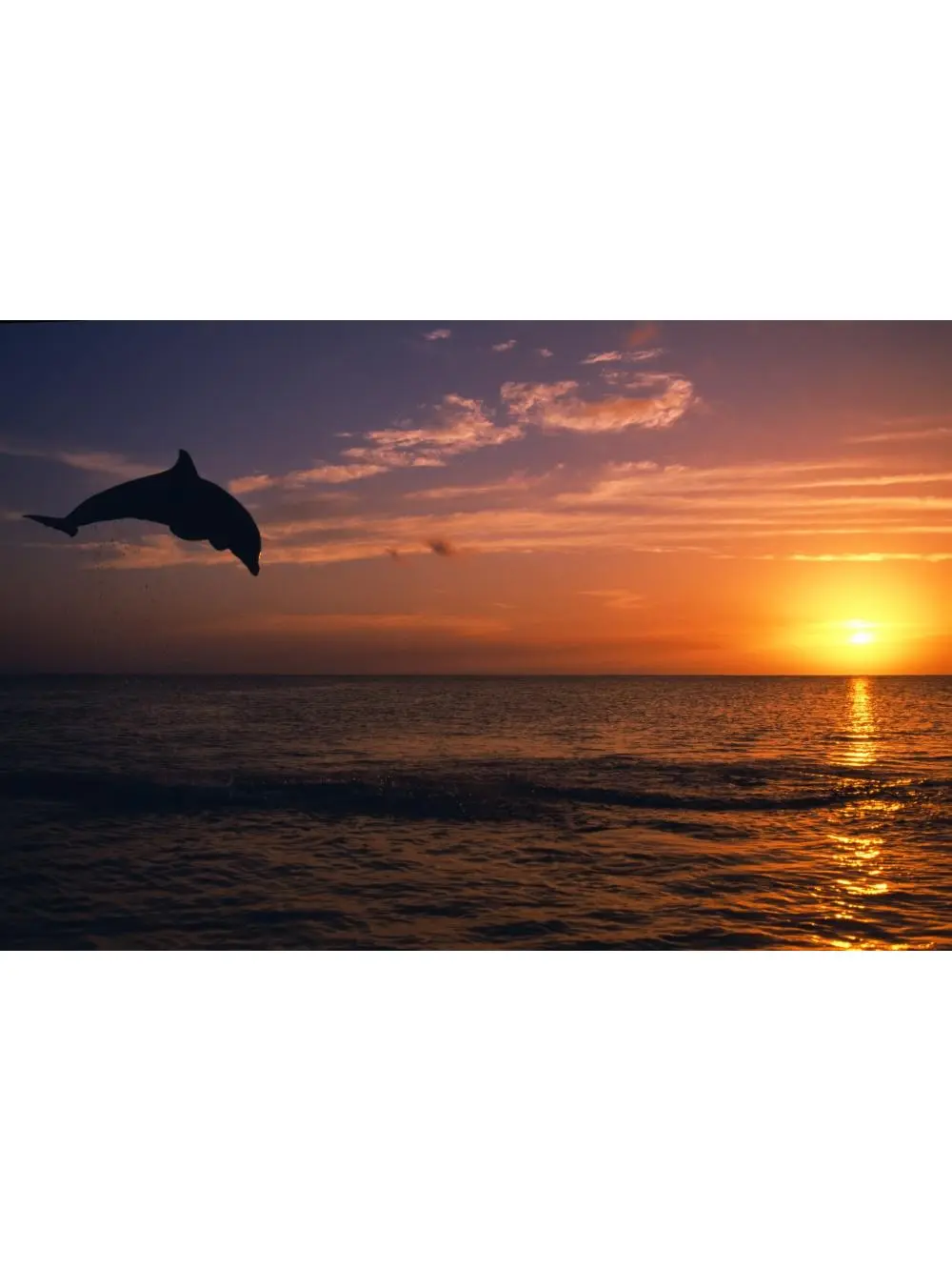 Posterazzi DPI1783803 Bottlenose Dolphin Silhouette Leaping Over Caribbean Sea At Sunset Poster Print by Natural Selection Craig Tuttle, 18x12 Home Decor, Room Decor Gift for Home Supplies