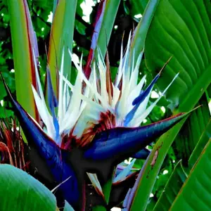5 GIANT WHITE BIRD of PARADISE SEEDS (Strelitzia nicolai) Tropical Flower Plant