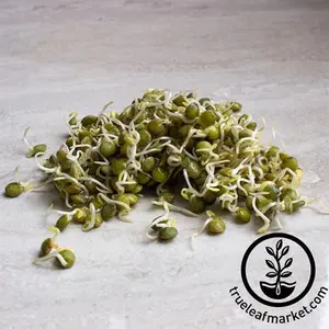 Lentil - French (Organic) - Sprouting Seeds