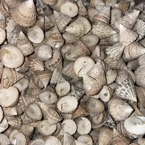 Natural trochus sea shells assorted sizes , very pretty 50 in this package
