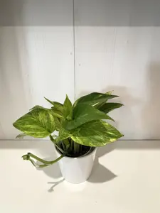 4” Neon Queen Pothos
