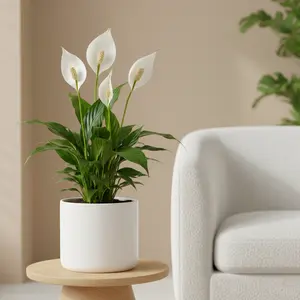 Peace Lily