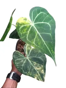 Anthurium Clarinervium Variegated Tissue Culture - Live Houseplant - Rare Exotic Aroid - White, Cream, Green Variegation - Heart Shaped Leaves - Velvety Texture - Dark Foliage - Unique Indoor Plant Gift - Embryonic Plantlet - Collector's Item