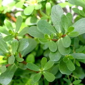 Organic Green Purslane Seeds (Portulaca oleracea) – Nutrient-Rich Edible Succulent for Salads and Smoothies