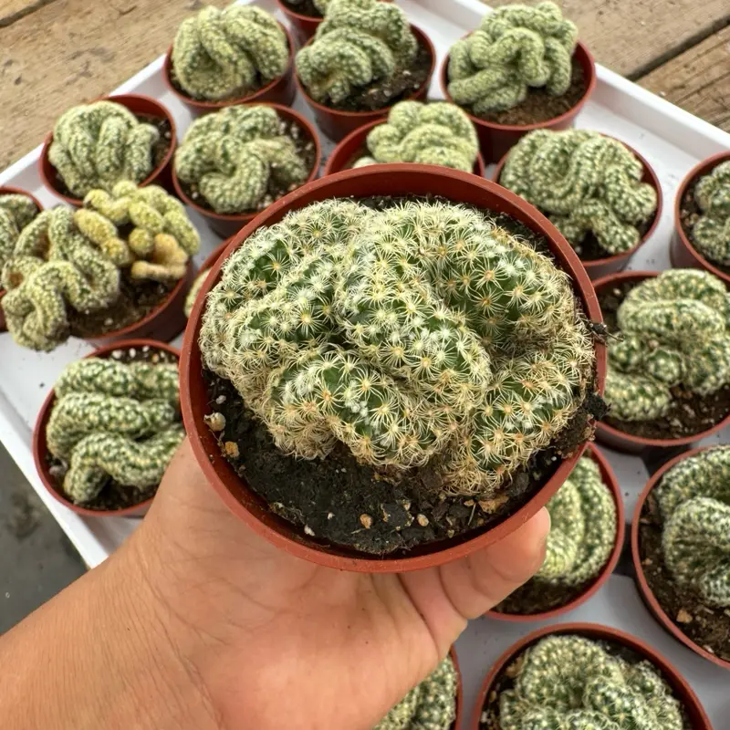 Brain Cactus Mammillaria Cristata - 2.5 inch pot