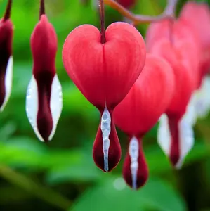 Red Bleeding Hearts Red Valentine | Heart-Shaped Red Blooms - Fringed Bleeding Heart Flowers - 1 Bare Root Dicentra for Planting - Lady in The Bath Plant
