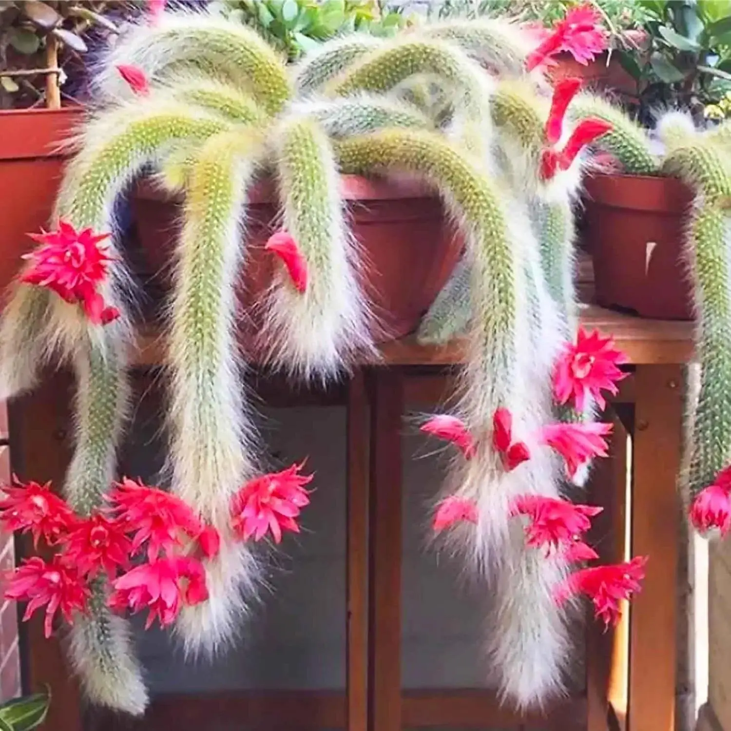 RARE 20 Monkey's Tail Cactus Bonsai Seeds - Natural Beauty, All Seasons Growth, Full Sun Tolerant, Enhances Aesthetic, Green & Pink Foliage, Garden Supplies with Storage Bag