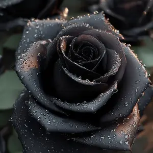 Elegant Dark Rose Seeds – Unique, Mysterious Blooms for Your Garden