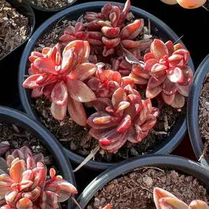 Echeveria 'Rezry' Variegated Cluster (around 4'') - Bare Root Succulents - Terra Tales