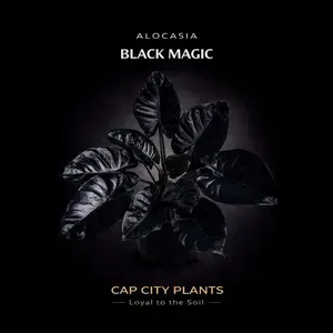 Alocasia Black Magic 5 Pack Tissue Culture