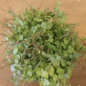 String of Turtles 4 inch pot