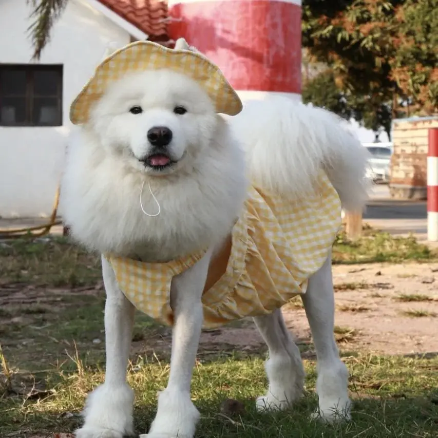Large Dog Breathable Summer Dress - Pet Outfit for Large Breeds Including Samoyed, Golden Retriever, Border Collie, Labrador Retriever