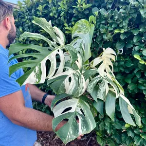 Monstera albo - 8" pot